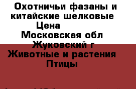  Охотничьи фазаны и китайские шелковые › Цена ­ 1 000 - Московская обл., Жуковский г. Животные и растения » Птицы   